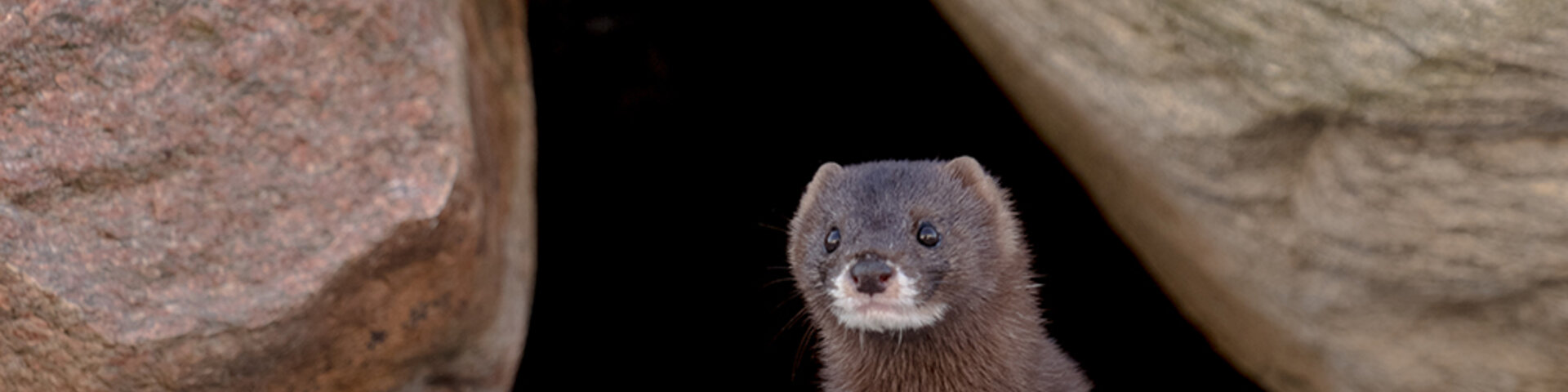 European mink